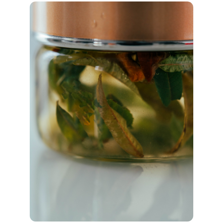 FILTRE À TISANE